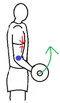 arm-curl.png